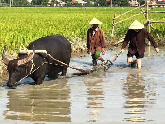 Wet Rice Cultivation